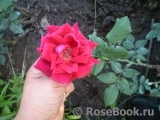 Red Parfum ® Red Parfum ®