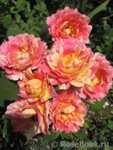Rose des Cisterciens Rose des Cisterciens