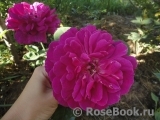 Sophy’s Rose Sophy’s Rose