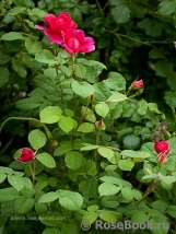 Sophy’s Rose Sophy’s Rose