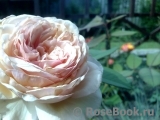 A Shropshire Lad A Shropshire Lad