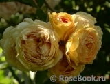 Crown Princess Margareta® Crown Princess Margareta®