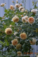 Crown Princess Margareta® Crown Princess Margareta®
