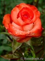 Blush Blush