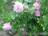 Mary Rose Mary Rose