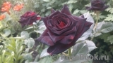Black Baccara Black Baccara