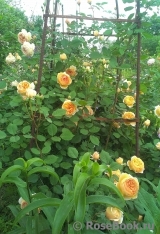 Crown Princess Margareta® Crown Princess Margareta®