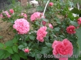 Rosarium Uetersen