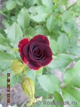 Black Beauty Black Beauty