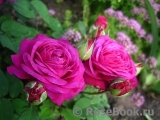 Heidi Klum Rose Heidi Klum Rose