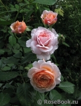 Elizabeth Stuart Elizabeth Stuart