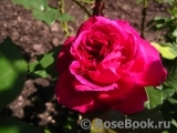 Darcey Bussell Darcey Bussell