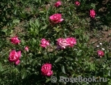Rose Gaujard Rose Gaujard