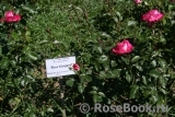 Rose Gaujard Rose Gaujard