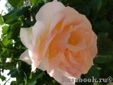 Johann Strauss Johann Strauss