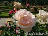 Johann Strauss Johann Strauss