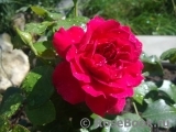 Sophy’s Rose Sophy’s Rose