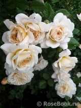 Crocus Rose® Crocus Rose®