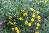 Persian Yellow Persian Yellow