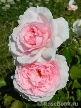 The Wedgwood Rose The Wedgwood Rose