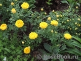 Persian Yellow Persian Yellow