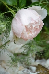 Generous Gardener, The