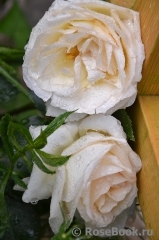 Schneewalzer Schneewalzer