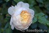Crocus Rose® Crocus Rose®