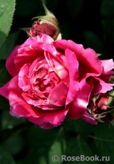 Romanza Romanza