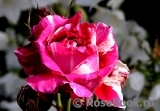 Romanza Romanza
