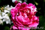 Romanza Romanza