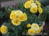 Yellow Eveline Yellow Eveline