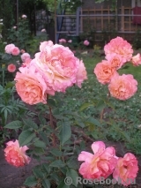 Augusta Luise Augusta Luise