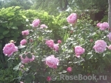 Mary Rose Mary Rose