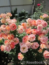 Rose des Cisterciens Rose des Cisterciens