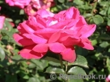 Dame de Coeur Dame de Coeur