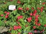 Rote Max Graf Rote Max Graf