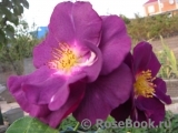 Rhapsody in Blue 
