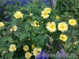 Harison’s Yellow Harison’s Yellow