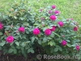 Rose de Rescht Rose de Rescht