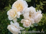Crocus Rose® Crocus Rose®
