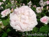 Morden Blush Morden Blush