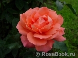 Sweet Fragrance Sweet Fragrance