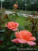 Sweet Fragrance Sweet Fragrance