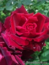 Red Parfum ® Red Parfum ®