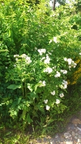 Rosa multiflora Rosa multiflora