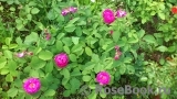 Rose de Rescht Rose de Rescht
