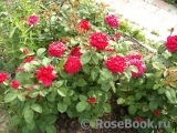 Sophy’s Rose Sophy’s Rose