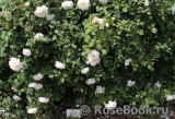 Crocus Rose® Crocus Rose®
