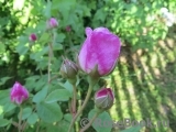 Gertrude Jekyll Gertrude Jekyll